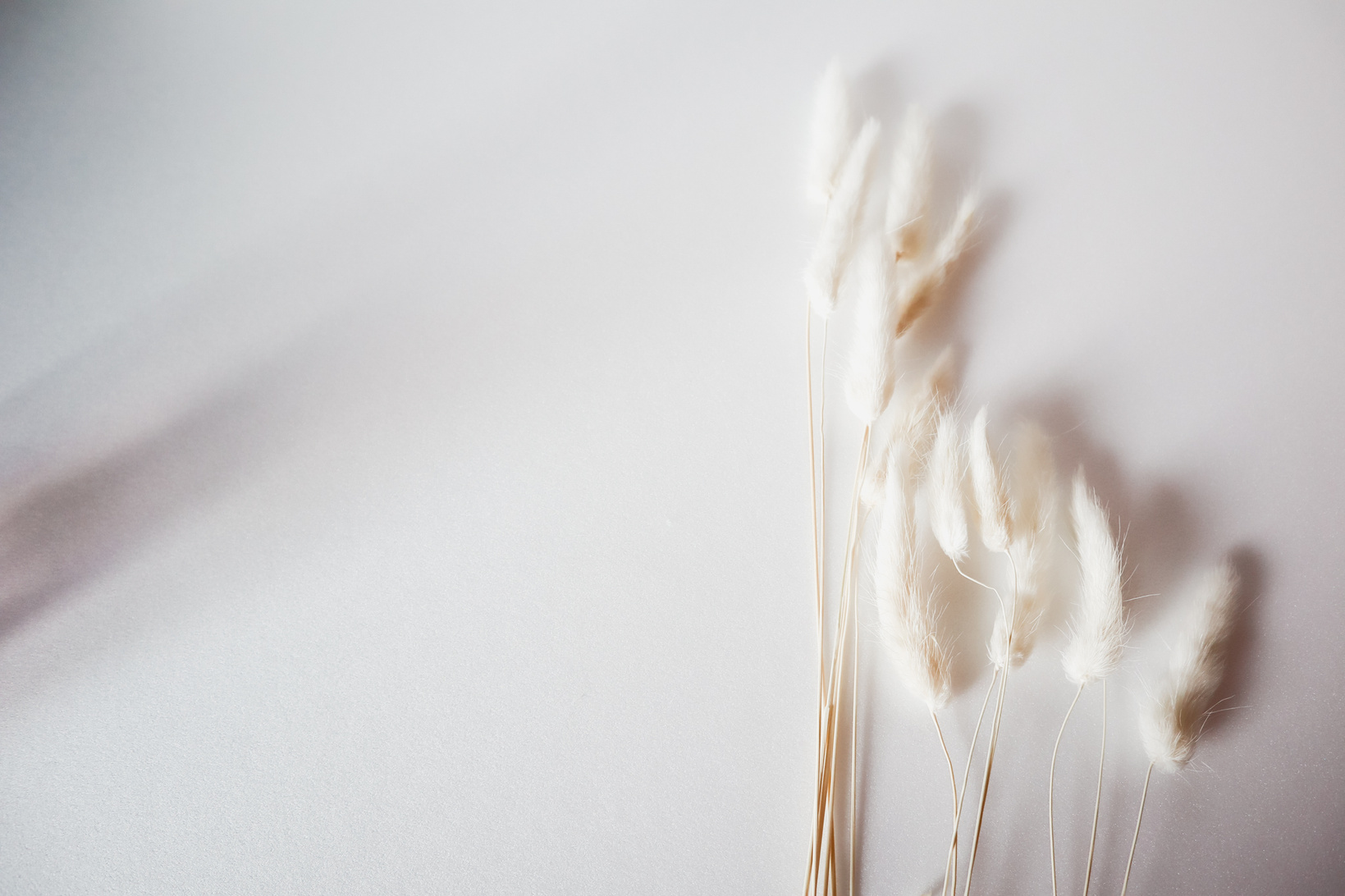 White Lagurus on White Background