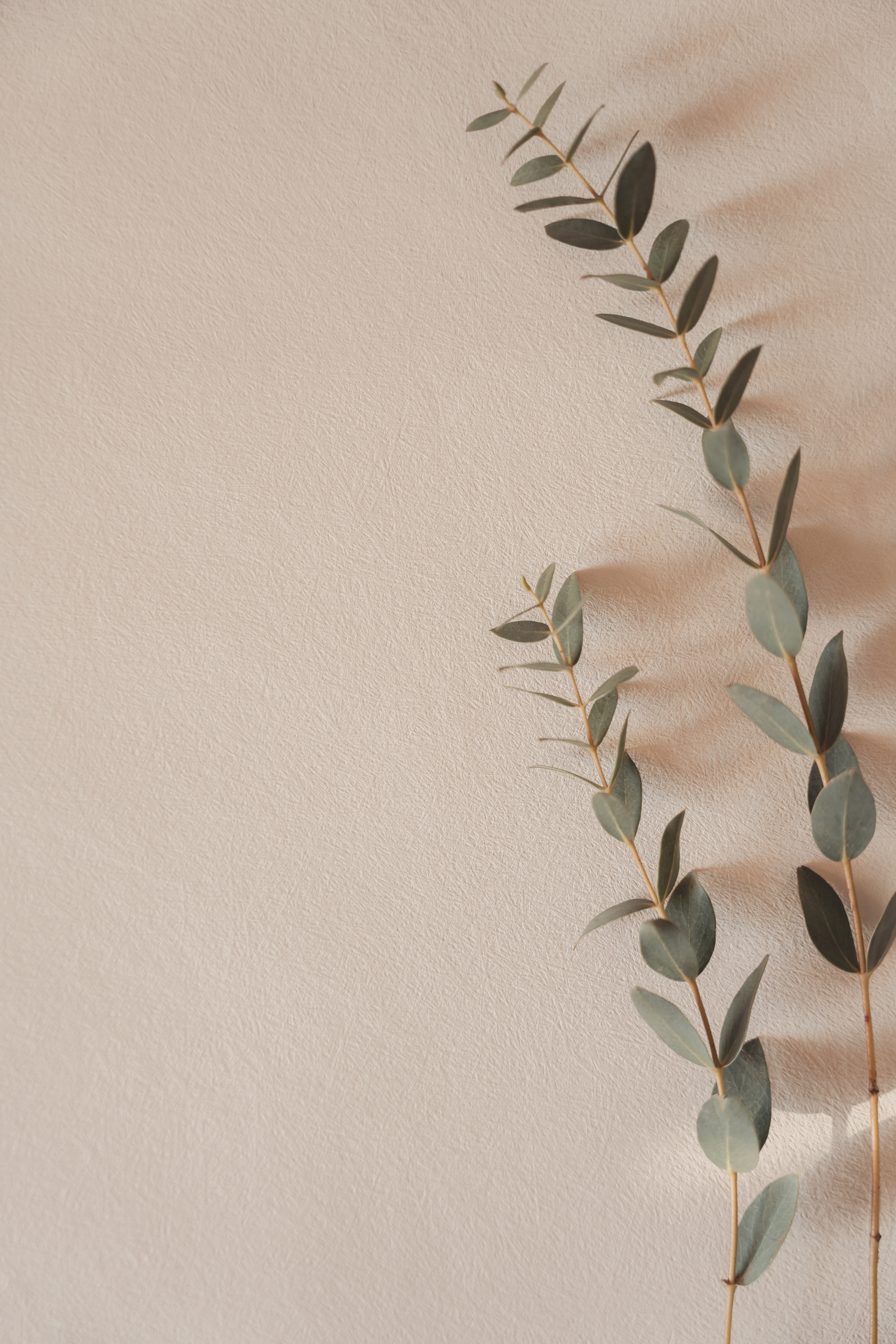 Soft pastel background with eucalyptus branches, minimalist aesthetic, copy space