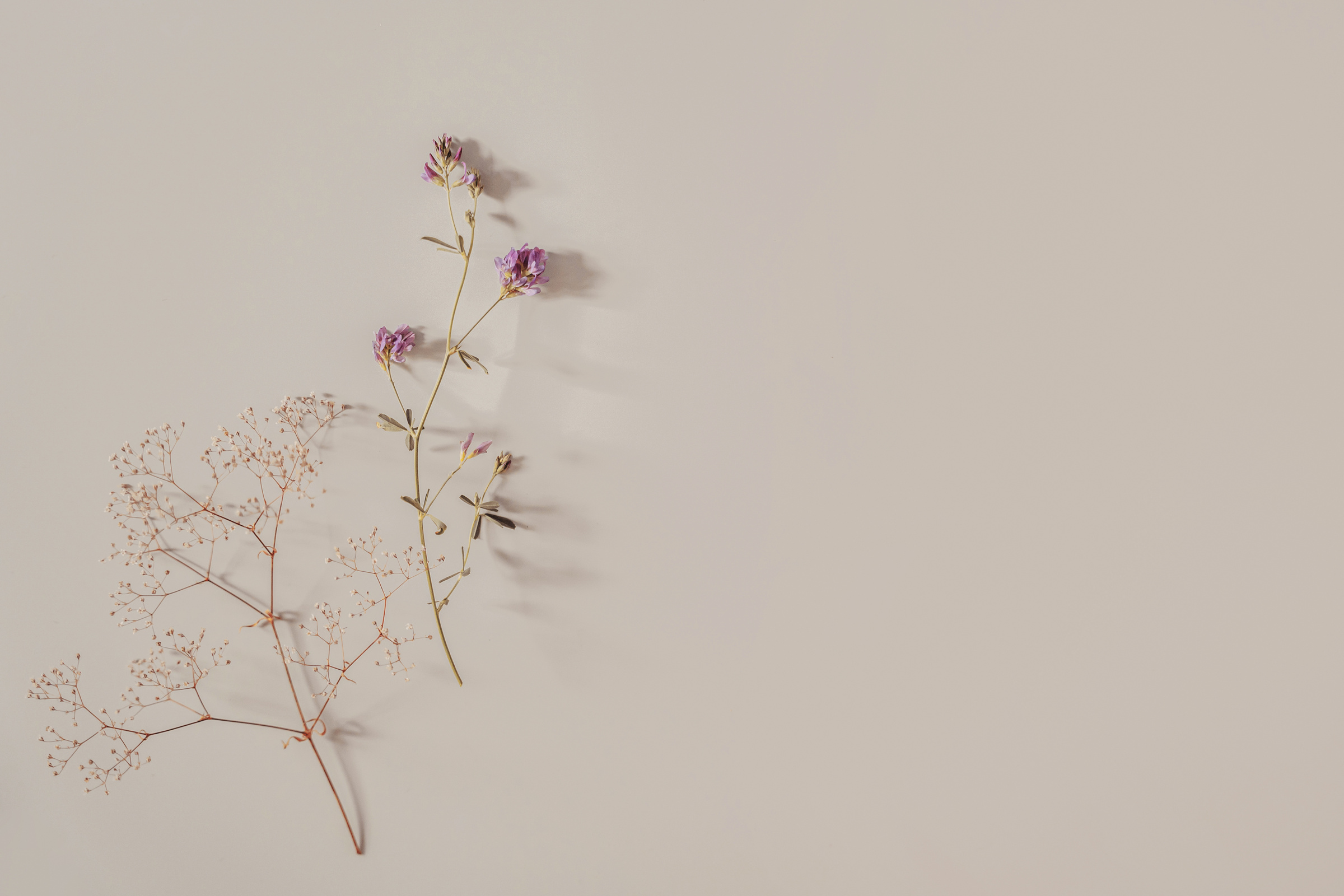 Delicate botanical aesthetic background,  beige pastels